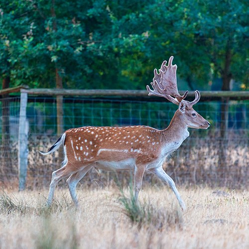 fallow deer